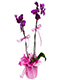 mor orkide anlami